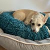 Bibi wartet auf ein 4ever home in 89155 Erbach