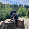 Nala - mit viel Lebensfreude und großem Herz