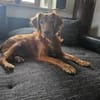 RHINO - Dringend ein Zuhause gesucht!