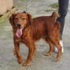 RHINO - Dringend ein Zuhause gesucht!