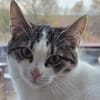 TAMMY - Einzelprinzessin sucht Zuhause mit Freigang!