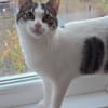 TAMMY - Einzelprinzessin sucht Zuhause mit Freigang!