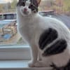 TAMMY - Einzelprinzessin sucht Zuhause mit Freigang!