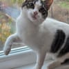 TAMMY - Einzelprinzessin sucht Zuhause mit Freigang!