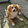 Boby sucht sein Für-immer-Zuhause 🐾