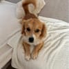 Boby sucht sein Für-immer-Zuhause 🐾