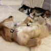Boby sucht sein Für-immer-Zuhause 🐾