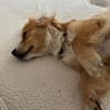 Boby sucht sein Für-immer-Zuhause 🐾
