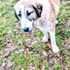 Hana sucht ihre Menschen 🐾