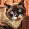 Sheldon sucht einen Neuanfang!