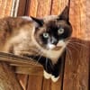 Sheldon sucht einen Neuanfang!
