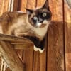 Sheldon sucht einen Neuanfang!