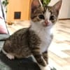 Katzenkind Feli