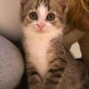 Katzenkind Feli