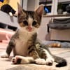 Katzenkind Feli