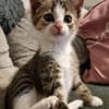 Katzenkind Feli