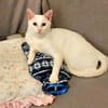 Jerry Schneeweißer Kater sucht ruhige Familie