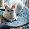 Jerry Schneeweißer Kater sucht ruhige Familie