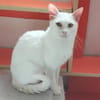 Jerry Schneeweißer Kater sucht ruhige Familie