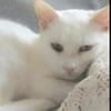 Jerry Schneeweißer Kater sucht ruhige Familie