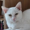 Jerry Schneeweißer Kater sucht ruhige Familie