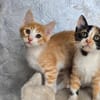 Viele kleine Fledermausöhrchen warten auf große Abenteuer!