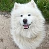 Samojedenrüde Balu