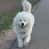 Samojedenrüde Balu