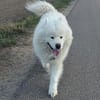 Samojedenrüde Balu
