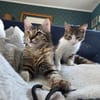 Mila & Maxi suchen gemeinsam ein Zuhause