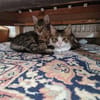 Mila & Maxi suchen gemeinsam ein Zuhause