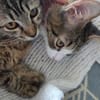 Mila & Maxi suchen gemeinsam ein Zuhause