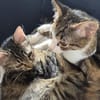 Mila & Maxi suchen gemeinsam ein Zuhause