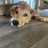 Aufgeweckte Welpin Ellie
