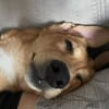 Aufgeweckte Welpin Ellie
