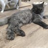 COCO&COOKIE - Best Friends suchen ihr Zuhause!