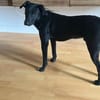 🐾Jogi 🐾 sucht sein für immer Zuhause