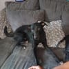 🐾Jogi 🐾 sucht sein für immer Zuhause