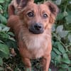 Pinky, 7 kg schwer sucht ein Zuhause