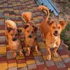 Pinky, 7 kg schwer sucht ein Zuhause