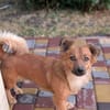 Pinky, 7 kg schwer sucht ein Zuhause
