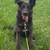 Vermittlungshilfe für Layla - wer hat ein Plätzchen frei