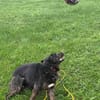 Vermittlungshilfe für Layla - wer hat ein Plätzchen frei