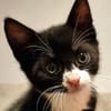 Katzenkind Felix