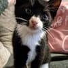 Katzenkind Felix