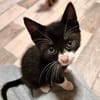 Katzenkind Felix