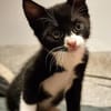 Katzenkind Felix
