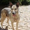 Dauerhafte Pflegestelle/Lebensplatz für Hündin LUCIA gesucht