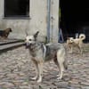 Dauerhafte Pflegestelle/Lebensplatz für Hündin LUCIA gesucht