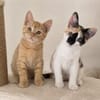 Iliyana & Simba suchen ihr gemeinsames Zuhause
